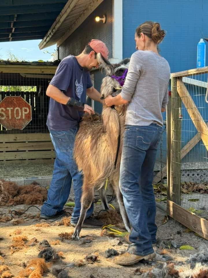 Boomer Husbandry farm visit