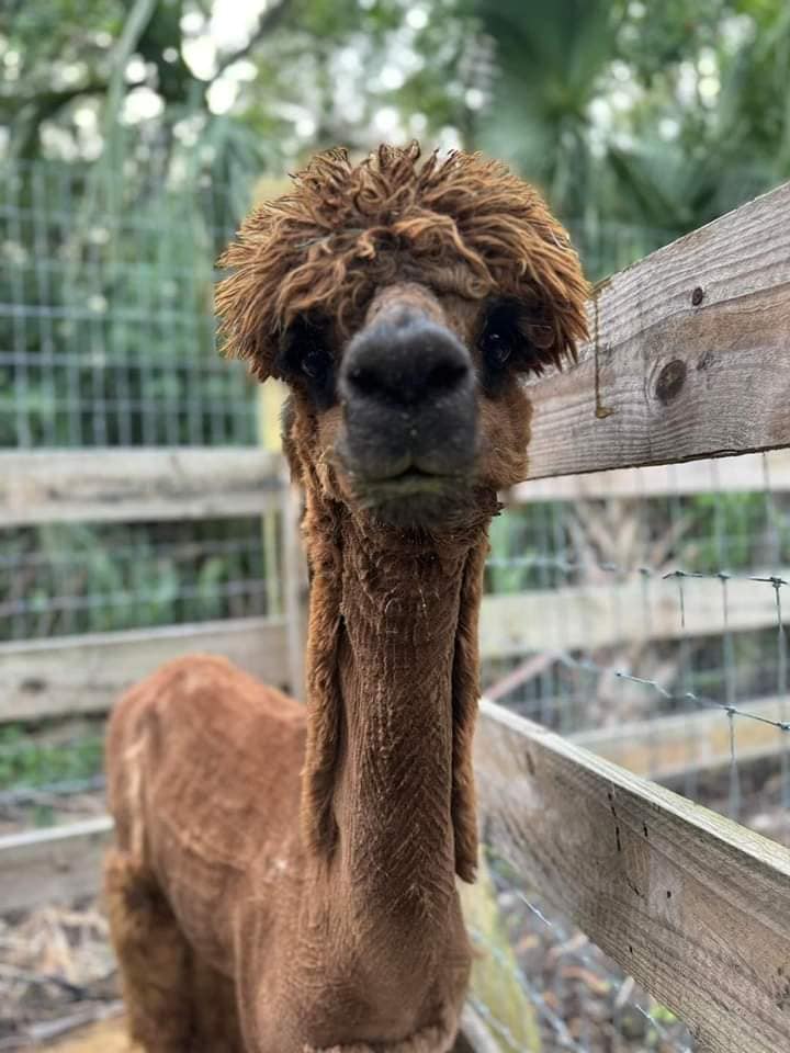 Animal care visit on a Florida farm