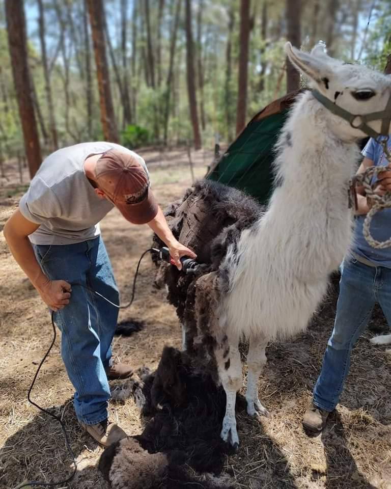 Shearing visit at a Florida farm