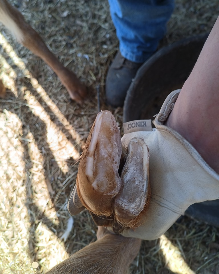 Gloved hands holding a trimmed hoof
