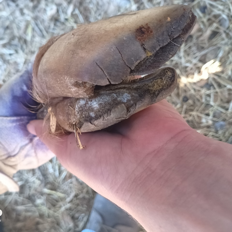 Hoof trimming at a Florida farm