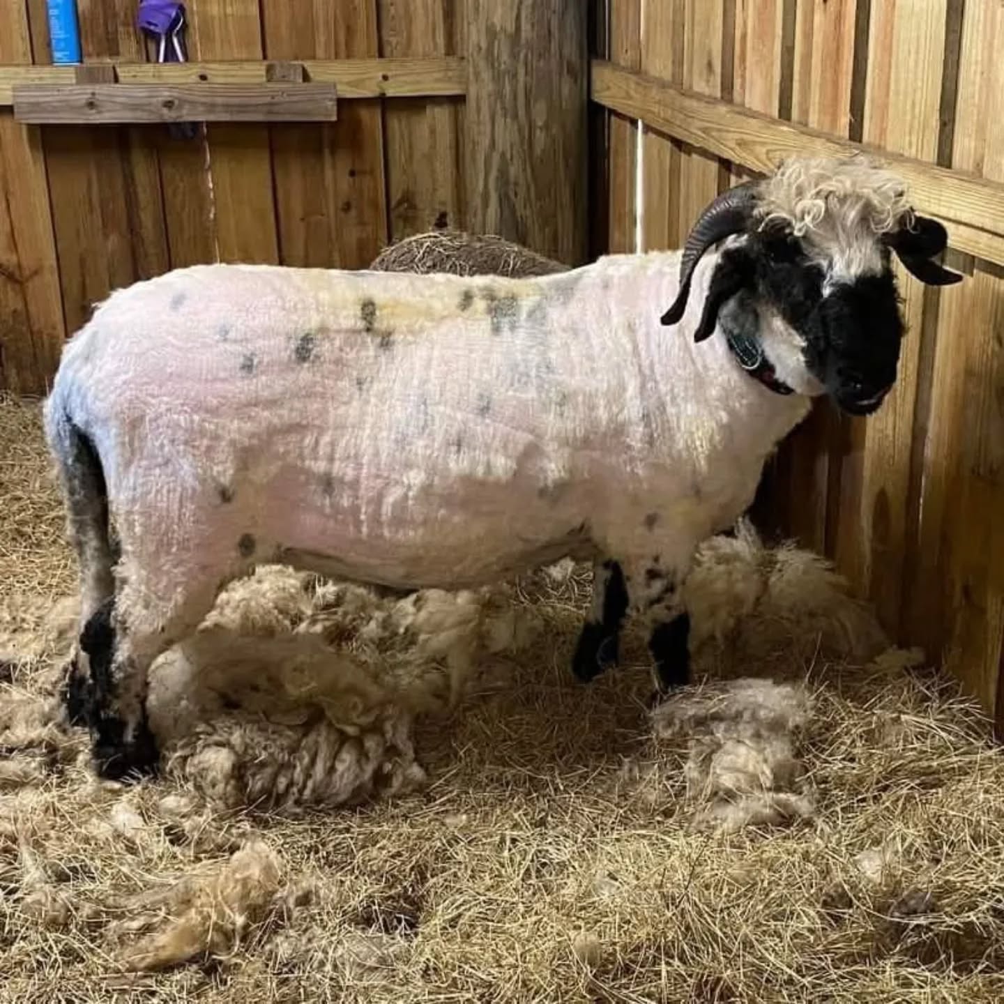 Freshly shorn sheep standing in barn with wool on floor