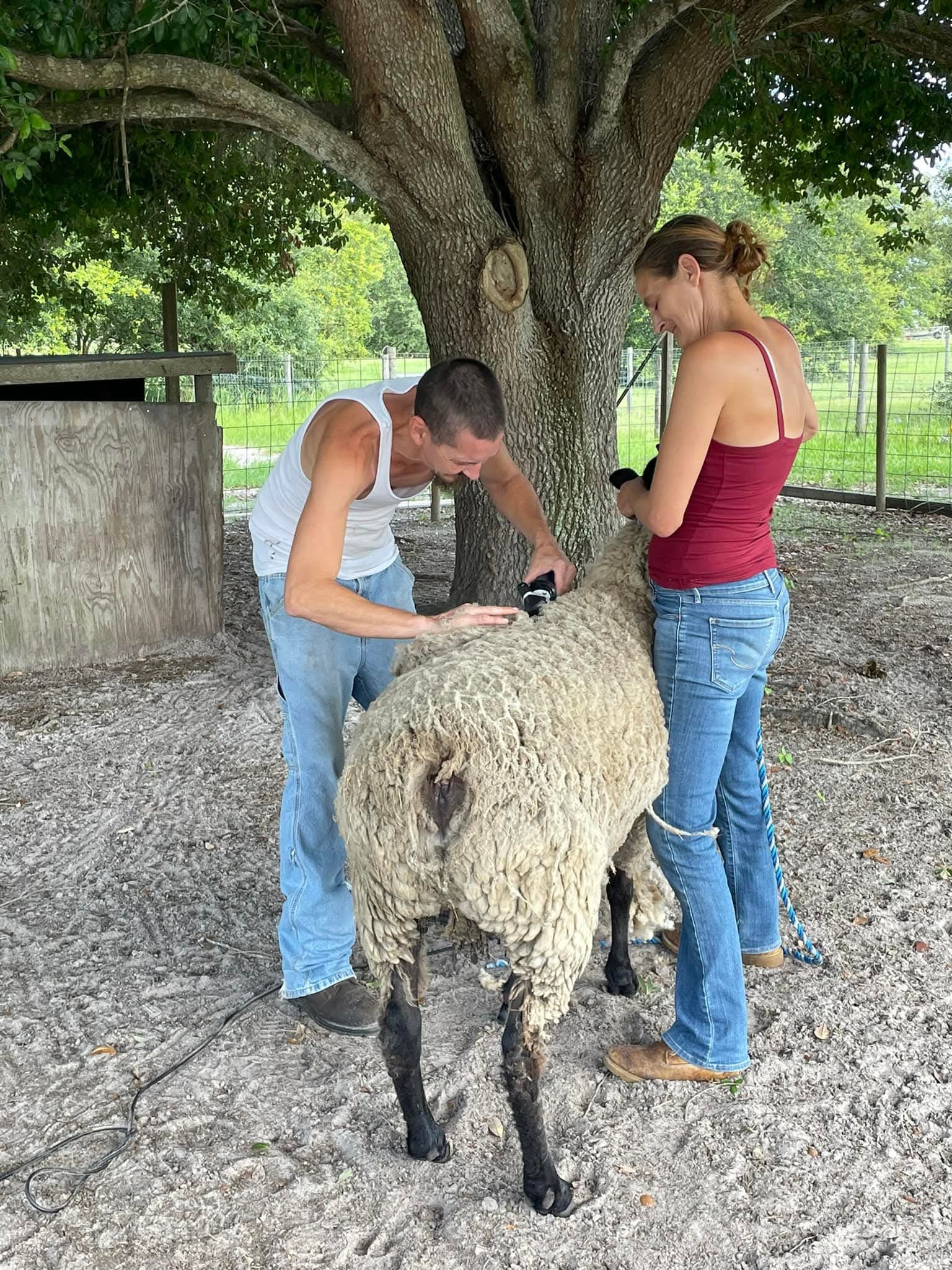 Two people shearing a sheep under a large tree