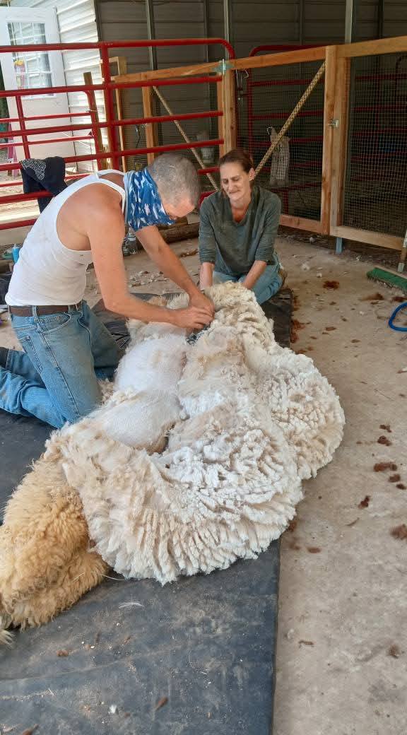 Animal handling during a service visit
