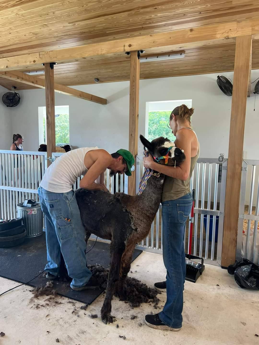 Alpaca shearing in a clean modern barn