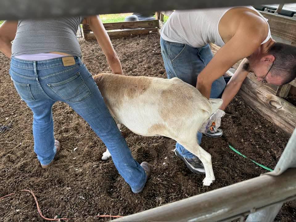 Two people performing hoof trimming on a goat