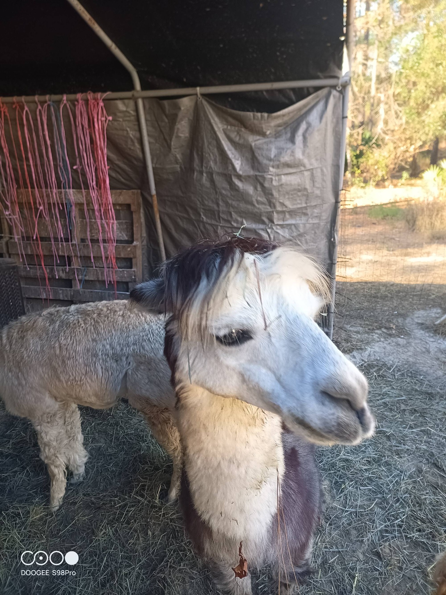 Alpaca face closeup after shearing