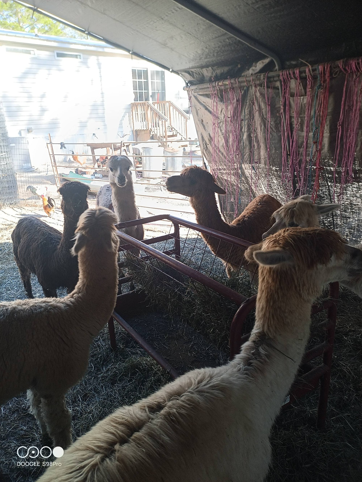 Group of alpacas in a pen