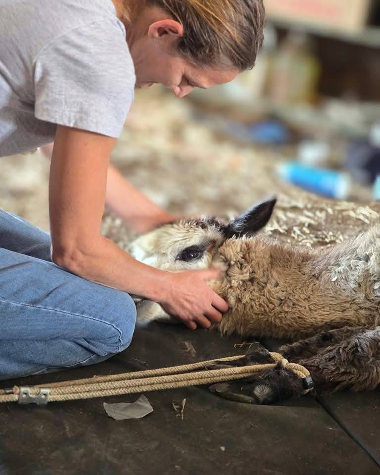 Team member gently handling an alpaca during shearing