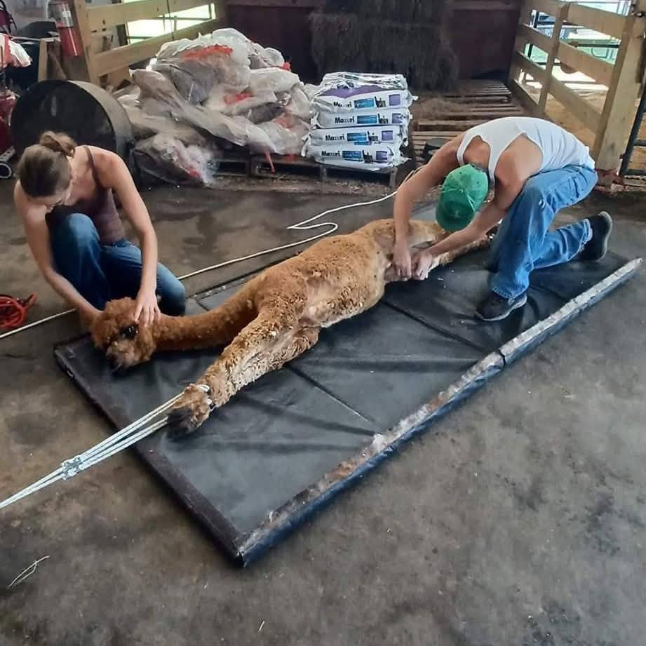 Alpaca laid on a mat being shorn by two people