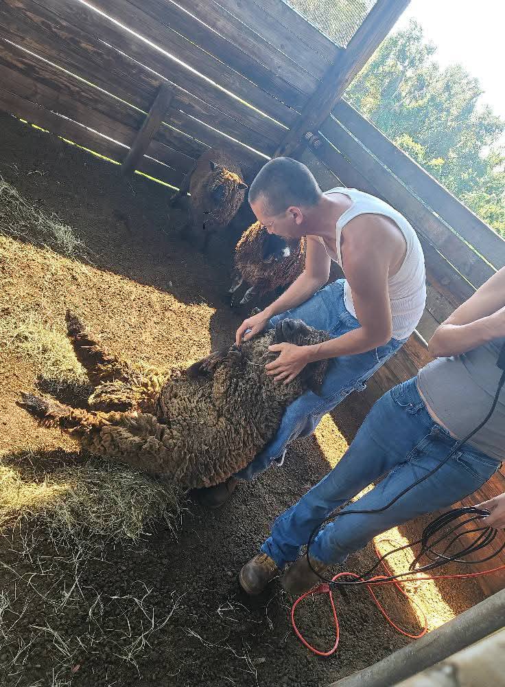 Goat being sheared in a barn
