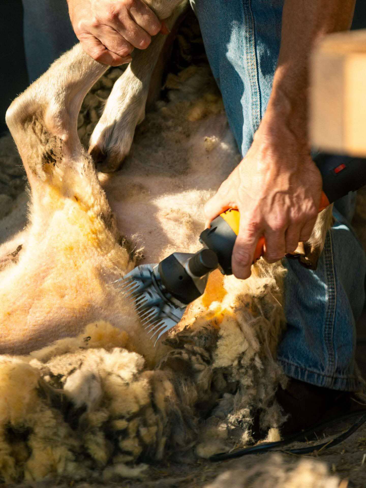 Close-up of sheep shearing with electric clippers