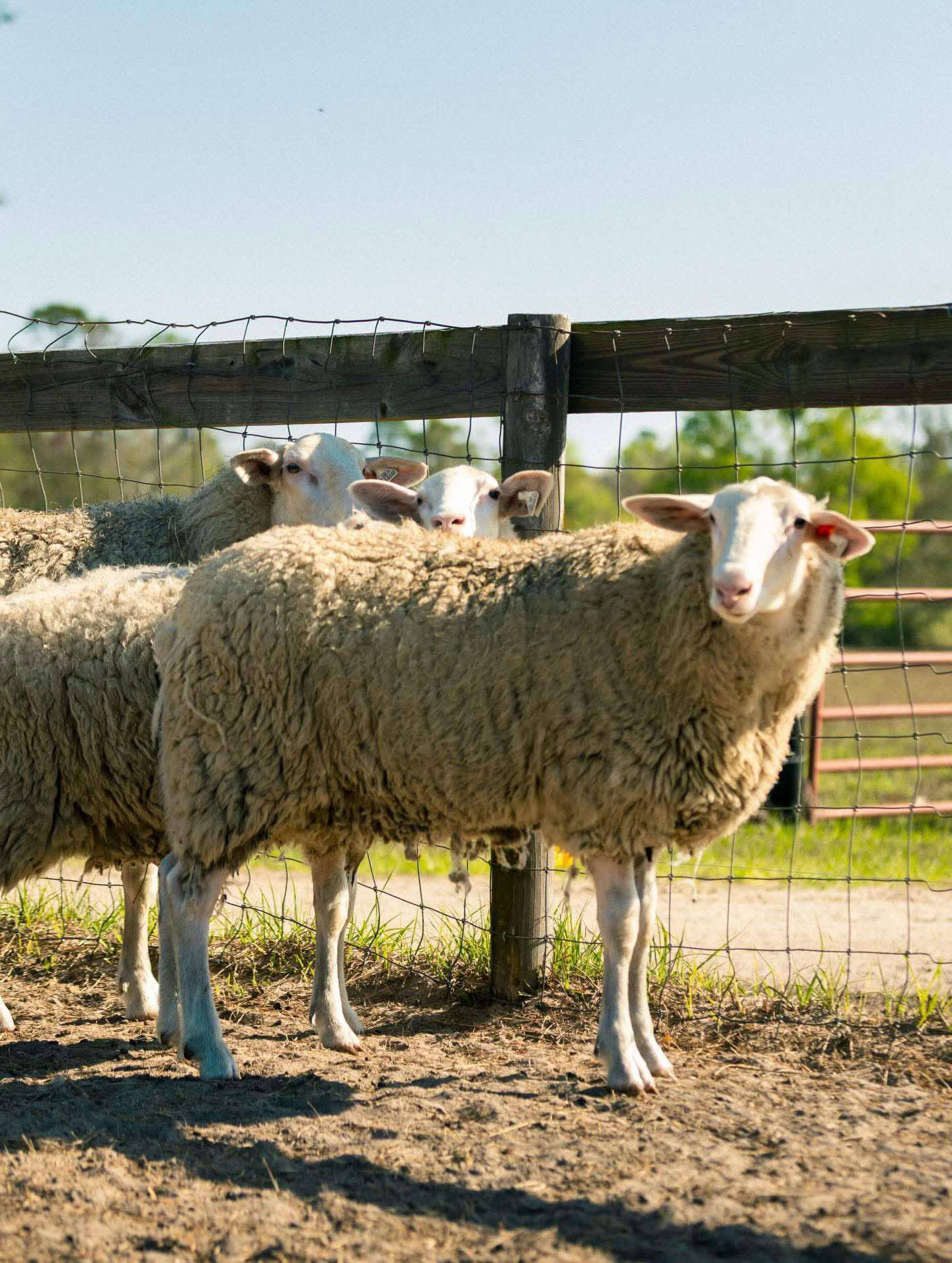 Sheep at a wooden fence in golden afternoon light