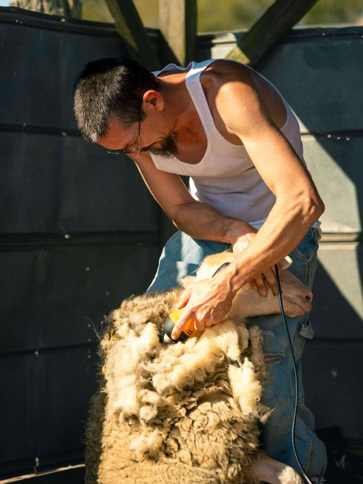 Shearer at work in warm evening light