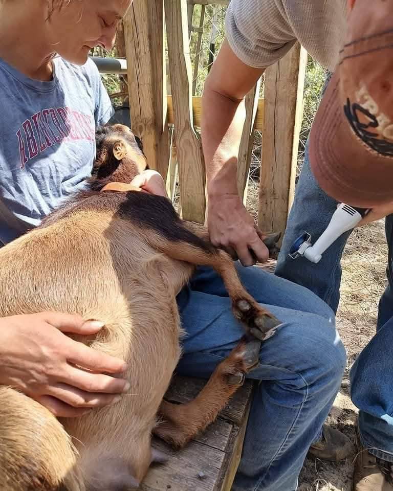 Livestock work on a Florida farm